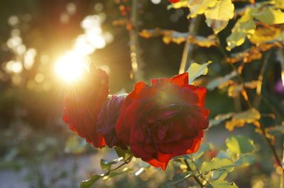 Close-up of red rose blooming outdoors