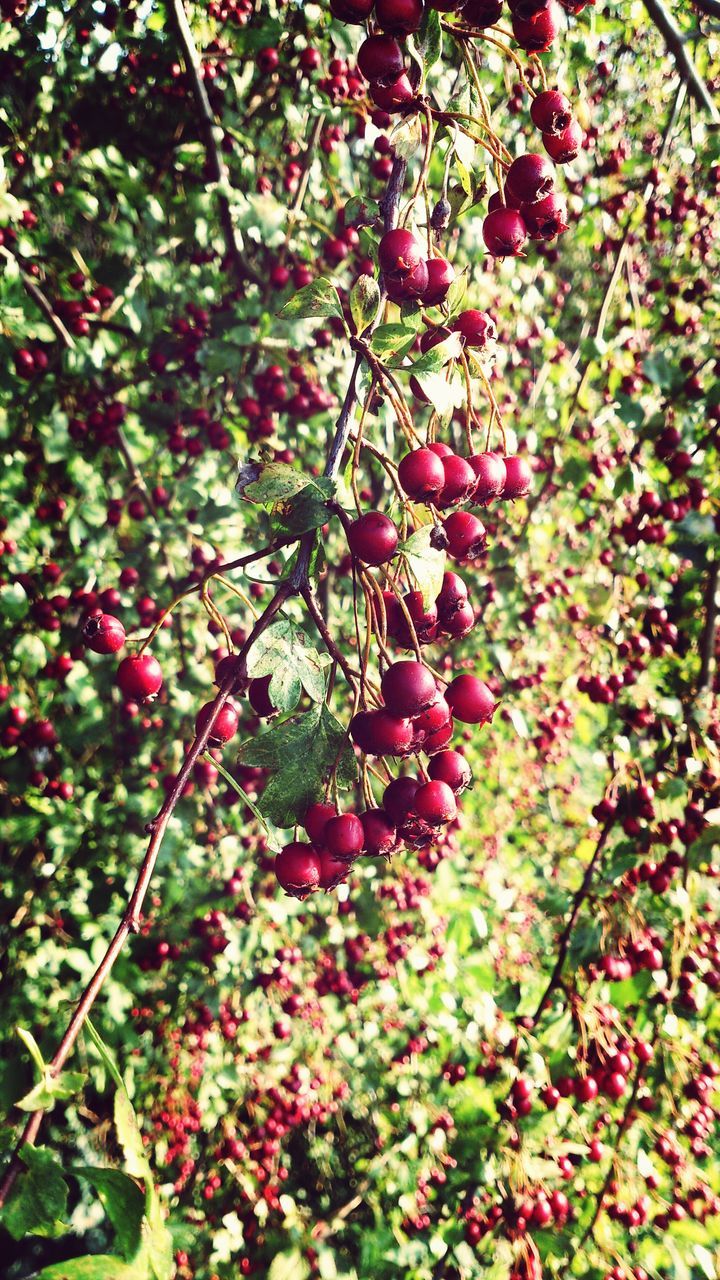 growth, tree, branch, freshness, flower, nature, beauty in nature, red, leaf, low angle view, fruit, pink color, plant, day, cherry tree, outdoors, blossom, sunlight, no people, fragility