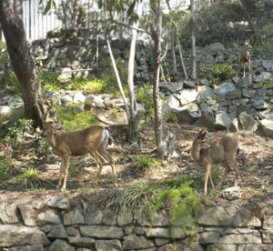 Deer on tree