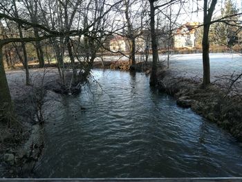 Bare trees by river in forest