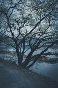 Bare tree in forest against sky