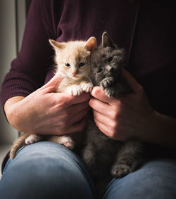 Close up of female hands holding two small kittens on her lap.