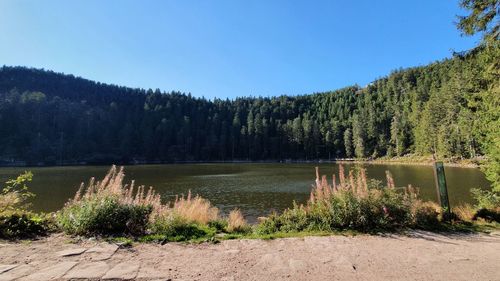 Scenic view of lake in forest against clear sky