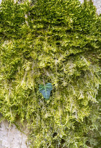 Full frame shot of plants