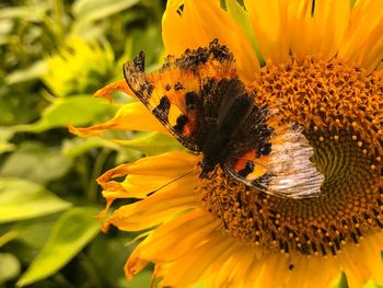 Close-up of bee on yellow flower