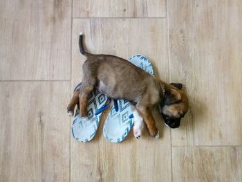 High angle view of dog sleeping on hardwood floor