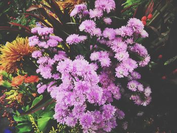 High angle view of pink flowering plants in park