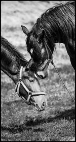 Close-up of horse on field