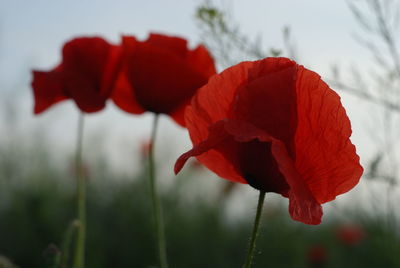 Close-up of red poppy flower on field