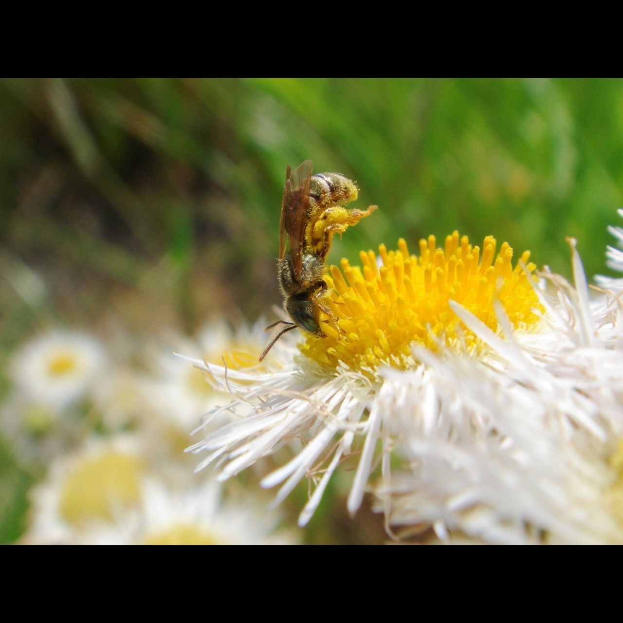 flower, transfer print, insect, animal themes, wildlife, animals in the wild, one animal, fragility, freshness, petal, flower head, close-up, auto post production filter, growth, focus on foreground, beauty in nature, nature, bee, selective focus, pollination