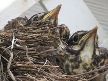 Close-up of bird