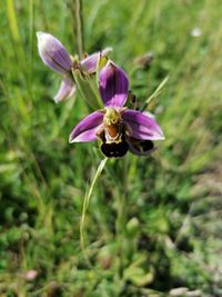 Close-up of insect on purple flower