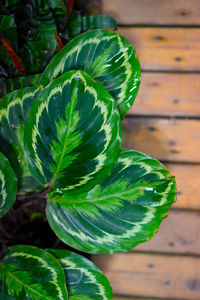 Close-up of green plant