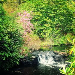 Stream flowing through a forest