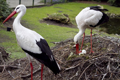 Close-up of birds perching on a land