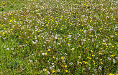 Full frame shot of flowering plants on field