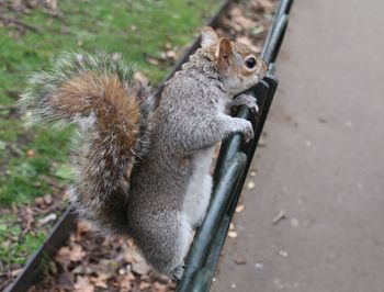 Cute squirrel ist standing on the fence in a park in london and asking for some nuts.
