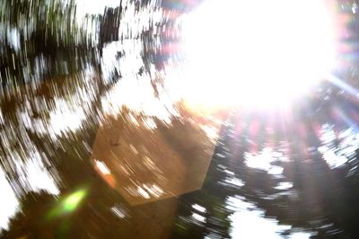 Sun shining through trees