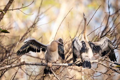 Juvenile anhinga bird called anhinga anhinga and snakebird near the nest 