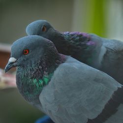 Close-up of pigeon perching