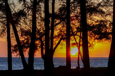 Silhouette trees on beach against sky during sunset