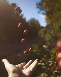 Young man tosses up the dog-rose, (briar, brier) with his hand. autumn mood concept, flare. vertical orientation for social media