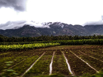 Scenic view of agricultural field against sky