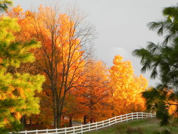 Sun shining through trees