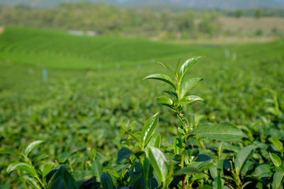 Close-up of crops growing on field