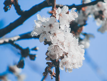 Close-up of cherry blossom tree