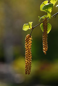 Close-up of leaves on twig