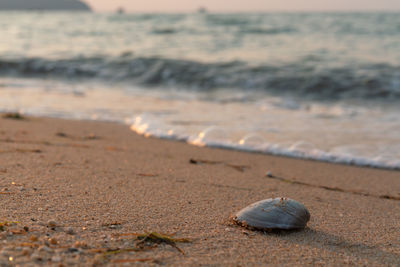 View of seashell on beach
