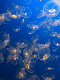 Jellyfish swimming in sea