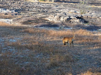 View of sheep on field