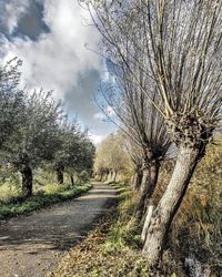 Road amidst trees on field against sky