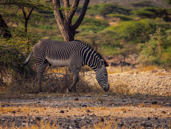 Side view of a grevy's zebra on landscape, samburu national reserve, kenya 