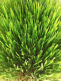 Full frame shot of pine tree