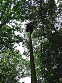 Low angle view of trees