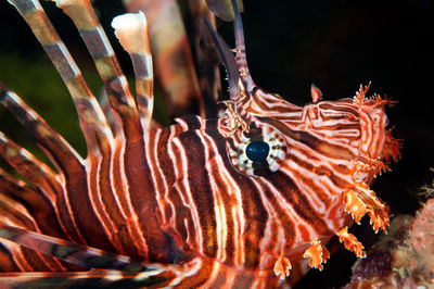 Close-up of coral in sea