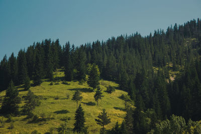 Scenic view of forest against sky