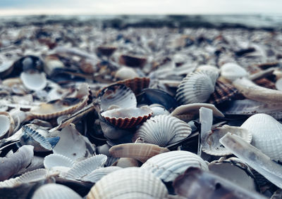 shell