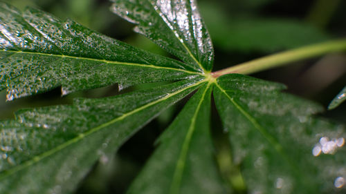 Close-up of wet plant leaves