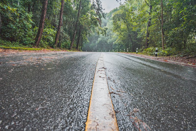 Surface level of road amidst trees in forest