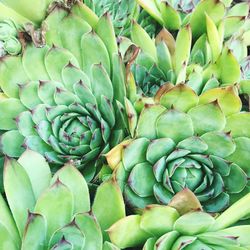 Full frame shot of green plant