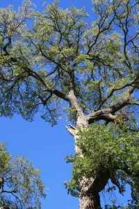 Low angle view of tree against clear blue sky