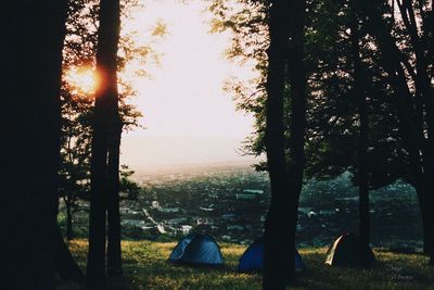 Scenic view of forest at sunset