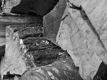 Close-up of log on rock