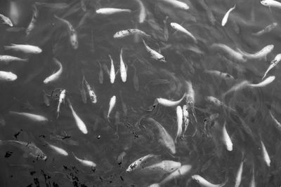 Fish swimming in sea