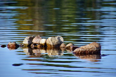 Ducks swimming in lake