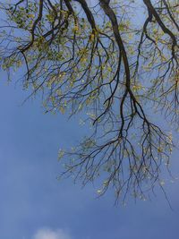 Low angle view of tree against blue sky